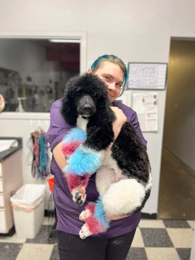 Dog Hair Dying