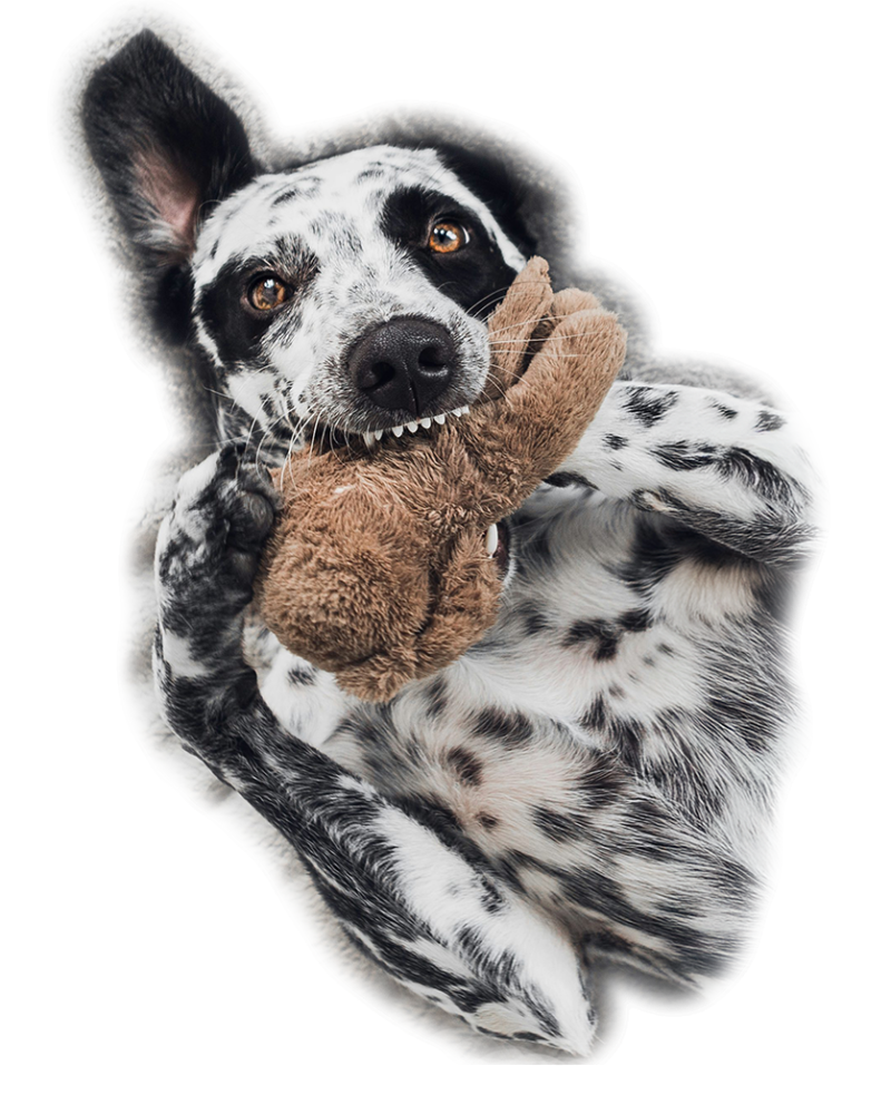 Dog with ToyB