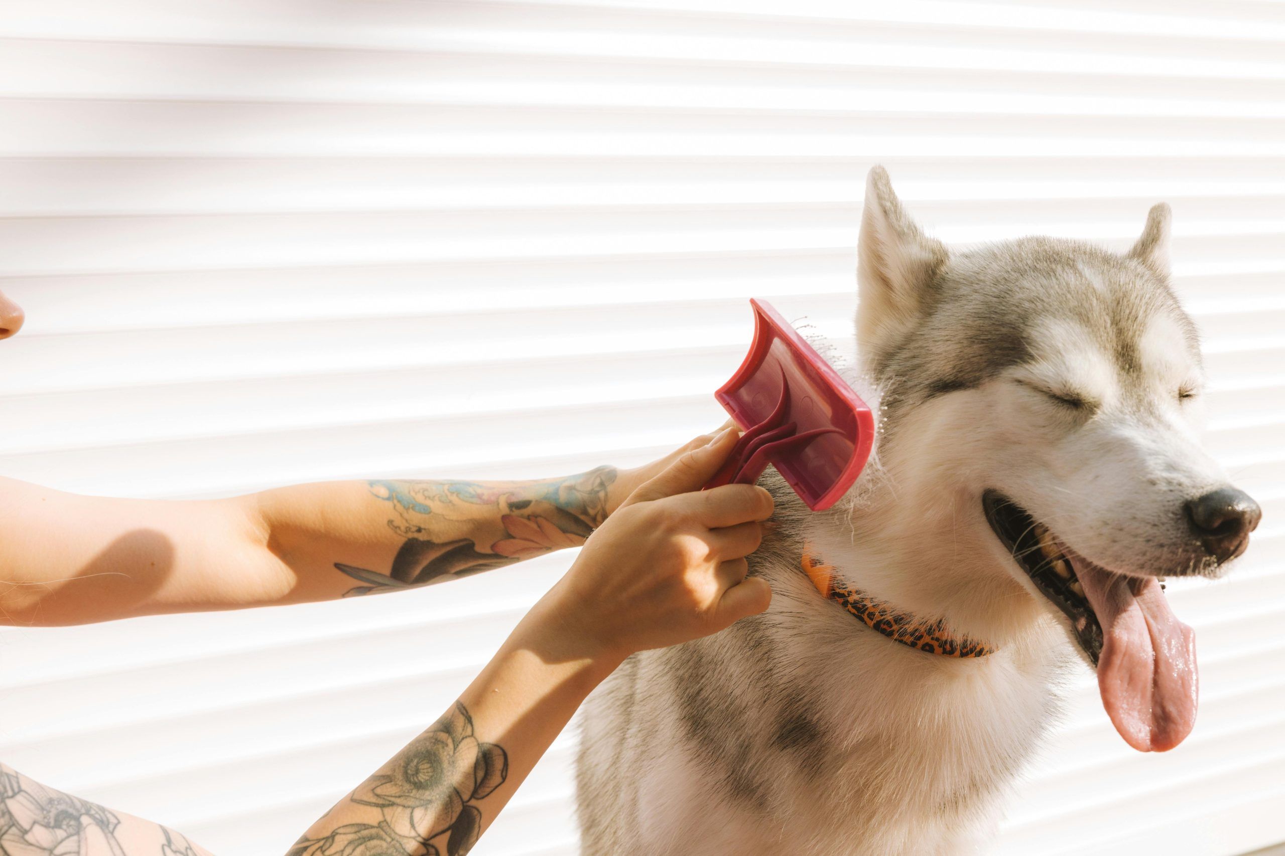 Full Grooming