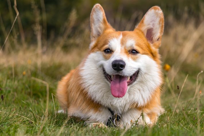 Picture of a Corgi