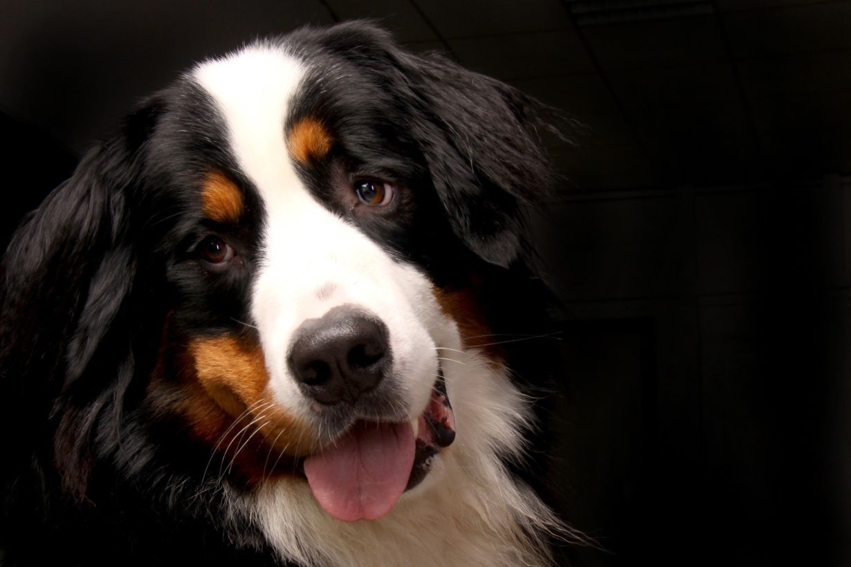 bernese-mountain-dog-6